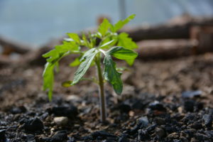 permaculture
